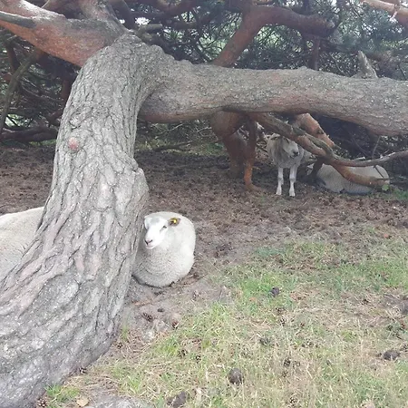 Tatil Evi Tranquil Retreat In Rageleje-by Traum Vejby